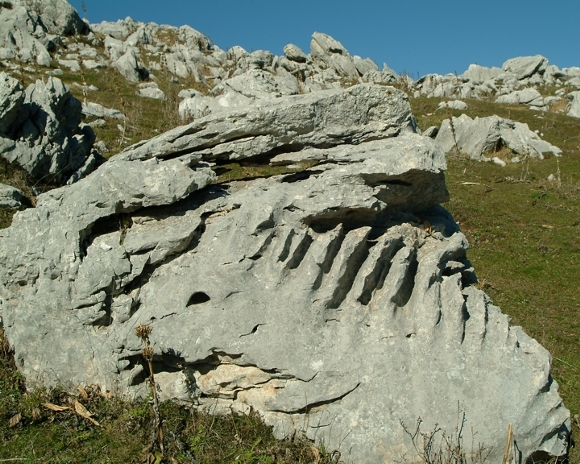 Sculture naturali